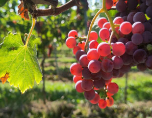 Weinlese 2025 beginnt